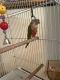 Conure Birds for sale in 2406 Avenue X, Brooklyn, NY 11235, USA. price: $600
