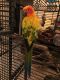Conure Birds for sale in 1103 Country Club Rd, Eustis, FL 32726, USA. price: $200
