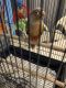 Conure Birds for sale in Myrtle Beach, SC, USA. price: $400