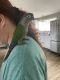 Conure Birds for sale in South Windsor, CT, USA. price: $500