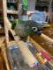 Conure Birds for sale in Killeen, TX, USA. price: $350