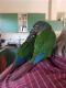 Conure Birds for sale in Russell Island QLD 4184, Australia. price: $200