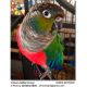 Conure Birds for sale in Wisconsin Dells, WI, USA. price: $85,000