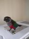 Conure Birds for sale in Lehigh Acres, FL, USA. price: $450