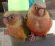 Conure Birds for sale in Odessa, TX, USA. price: NA