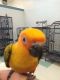 Conure Birds for sale in Hampstead, MD 21074, USA. price: $450