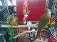 Conure Birds for sale in Fitchburg, MA 01420, USA. price: NA
