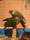 Conure Birds for sale in Victoria, VA 23974, USA. price: NA