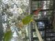 Conure Birds for sale in Needville, TX 77461, USA. price: NA