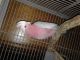 Conure Birds for sale in Needville, TX 77461, USA. price: NA