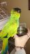 Conure Birds for sale in Malvern, OH 44644, USA. price: NA
