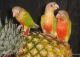 Conure Birds for sale in Needville, TX 77461, USA. price: $175