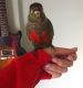 Conure Birds for sale in St Cloud, FL, USA. price: NA