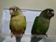 Conure Birds for sale in Louisville, KY, USA. price: NA
