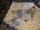 Conure Birds for sale in San Marcos, CA, USA. price: NA
