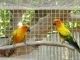 Conure Birds for sale in Lake Worth, FL, USA. price: NA