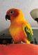 Conure Birds for sale in Indiana Beach, IN 47960, USA. price: NA