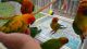 Conure Birds for sale in Miami, FL, USA. price: $250