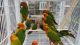 Conure Birds for sale in Texas City, TX, USA. price: $250
