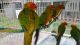 Conure Birds for sale in Texas City, TX, USA. price: NA