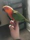 Conure Birds for sale in Canton, OH 44703, USA. price: NA