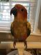 Conure Birds for sale in Meriden, CT, USA. price: NA