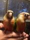 Conure Birds for sale in Los Lunas, NM 87031, USA. price: NA