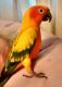 Conure Birds for sale in 99 Wabash Ave, Nashua, IA 50658, USA. price: NA