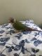 Conure Birds for sale in Wilmington, NC, USA. price: NA