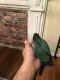 Conure Birds for sale in Columbia, MD, USA. price: $425