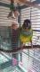 Conure Birds for sale in Jacksonville North Estates, Jacksonville, FL 32218, USA. price: NA