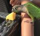 Conure Birds for sale in Kissimmee, FL, USA. price: NA