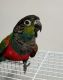 Conure Birds for sale in Bakersfield, CA, USA. price: NA