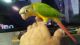 Conure Birds for sale in Colorado Springs, CO, USA. price: NA