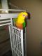 Conure Birds for sale in Downtown, FL, USA. price: NA