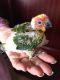 Conure Birds for sale in Forest Hills, Queens, NY 11375, USA. price: NA