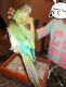 Conure Birds for sale in Jersey City, NJ, USA. price: $350