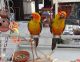 Conure Birds for sale in Buda, IL 61314, USA. price: NA