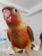 Conure Birds for sale in Chicago, IL, USA. price: $425