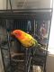 Conure Birds for sale in Sherwood, OR 97140, USA. price: NA