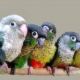 Conure Birds for sale in Dallas, TX, USA. price: NA