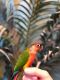 Conure Birds for sale in St. Louis, MO, USA. price: NA