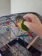 Conure Birds for sale in Fort Campbell, KY 42223, USA. price: NA
