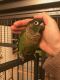 Conure Birds for sale in South Portland, ME, USA. price: NA