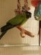 Conure Birds for sale in 220 Aladana Dr, Seffner, FL 33584, USA. price: NA