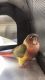 Conure Birds for sale in St. Louis, MO, USA. price: NA