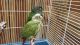Conure Birds for sale in Georgetown, TX, USA. price: NA