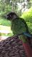 Conure Birds for sale in Clearfield, PA 16830, USA. price: NA