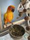 Conure Birds for sale in 112 Stonebridge Trail, Havelock, NC 28532, USA. price: $350