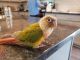 Conure Birds for sale in Boise, ID, USA. price: NA